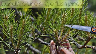 Candle prune SINGLE FLUSH pines in early June Pinus nigra niwaki  Arkefthos Bonsai [upl. by Romelle]