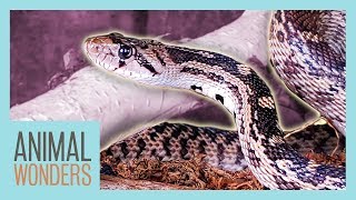 How Snakes Shed Their Skin [upl. by Eta]