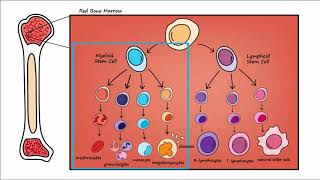 Leukemia  Overview [upl. by Anauqahc]