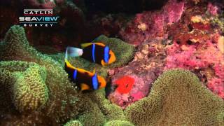 Seaview Science Clown Fish Symbiosis [upl. by Jeremie186]