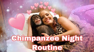 Baby Chimp Night Routine [upl. by Sivrat]