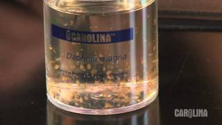 How to Care for Daphnia [upl. by Euginom]