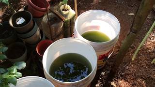 How to grow Green Water Algae [upl. by Suilmann56]