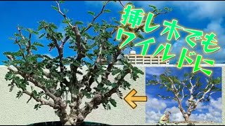 「カッコよく育てる塊根植物」第30話 [upl. by Cowey]