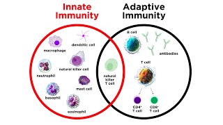 Introduction to Innate Immunity [upl. by Sholes457]