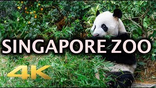 Singapore Zoo Animals Tour 4K [upl. by Innavoij388]