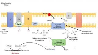 Serotonin and Melatonin Synthesis  Tryptophan Metabolism [upl. by Usanis]