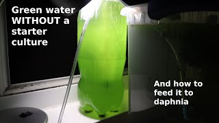 Green Water WITHOUT a Starter Culture  From Scratch  How To [upl. by Malas]