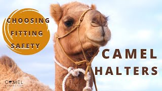 Camel Halters amp Headstalls Choosing Fitting amp Safety [upl. by Enilav]