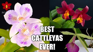 Best amp Most Rewarding Cattleya Orchid Plants I Recommend to Beginners [upl. by Solhcin]