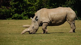 Marwell Zoo [upl. by Karole]