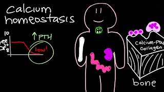 Calcium Homeostasis and Parathyroid Hormone  PTH [upl. by Kristofor776]