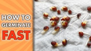 How To Germinate Seeds FAST  Paper Towel Seed GERMINATION Method [upl. by O'Connor]