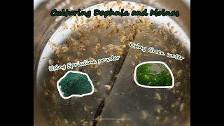 How To Culture Daphnia and Moinas using Green Water Spirulina powder [upl. by Yasibit121]