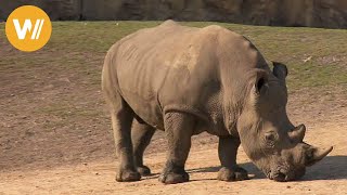 Nashorn  Unsere Tierwelt Kurze Tierdokumentation [upl. by Maziar]