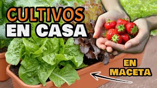 5 Cultivos RÁPIDOS FÁCILES y HERMOSOS  Cultivar y Sembrar en Casa  Huerto Urbano Ecológico [upl. by Etterual]