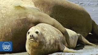 Elephant Seals Mating Patagonia [upl. by Atnauq]