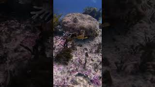 potted Wobbegong  The Master of Camouflage  Sydney Marine Life [upl. by Theone]