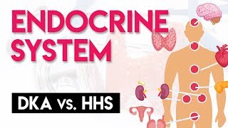 DKA vs HHS  Endocrine System Part 4 [upl. by Lib]