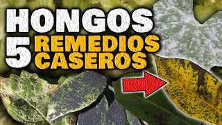 Elimina los HONGOS en las PLANTAS  Fungicida Casero para Combatir Hongos Mildiu Oídio Roya [upl. by Yeneffit]