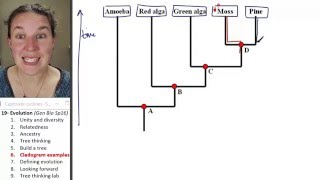 Evolution 6 Cladogram examples [upl. by Zacarias]