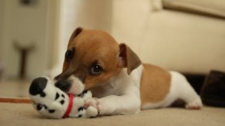 Lucy The Jack Russell Puppy [upl. by Grail]