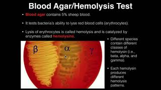 Microbiology HemolysisBlood Agar [upl. by Adonis]