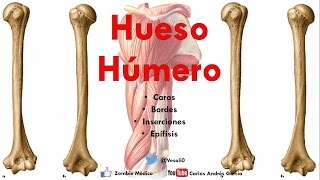 Anatomía  Hueso Húmero Caras Bordes Cóndilo Trocleas Epicóndilos Inserciones [upl. by Gannon]