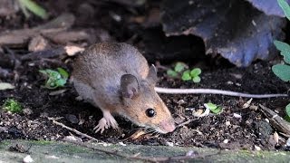 Wood Mouse Apodemus sylvaticus [upl. by Chara]