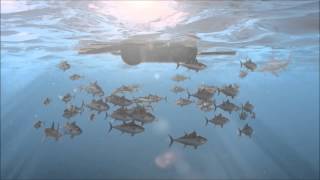 Overfishing Documentary [upl. by Suivart]