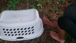 How to make a Rabbit trap [upl. by Newol]