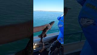 Wobbegong Shark  Carpet Shark Catch and Release [upl. by Aztiley127]