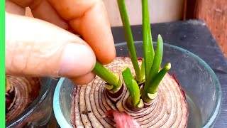 ReGrow multiple ONIONS from a LEFTOVER piece of ONION [upl. by Anibor325]