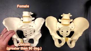 Pelvis Anatomy [upl. by Didi]