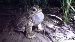 Chant de Crapaud calamite Bufo calamita [upl. by Oicaroh]