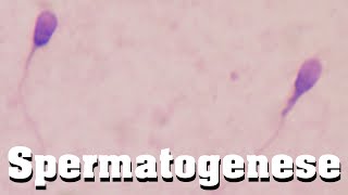 Spermatogenese schnell erklärt [upl. by Kennie]