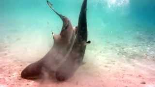 Blacktip Reef sharks mating in lagoon at Misool Eco Resort [upl. by Hercules]