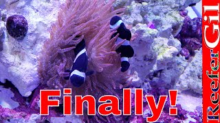 How To Get Clownfish To Host Anemone [upl. by Ordway]