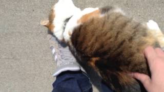 Friendliest Cat Ever [upl. by Ellennoj]