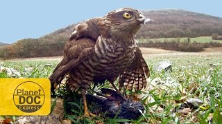 Sparrowhawk Hunting  Planet Doc Express Docs [upl. by Ecirual]