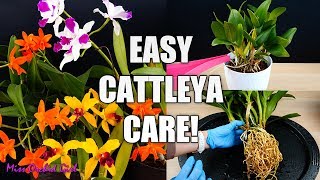 How to Care for Cattleya Orchids  Watering Repotting Reblooming amp more Orchid Care for Beginners [upl. by Launam]