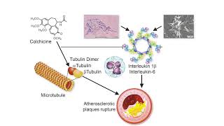 Colchicine [upl. by Erb742]