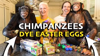 Chimpanzees Dye Easter Eggs  Myrtle Beach Safari [upl. by Alekal]