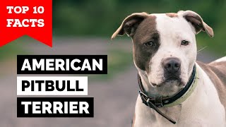 American Pitbull Terrier  Top 10 Facts [upl. by Schinica446]