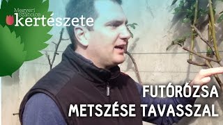 Futórózsa metszése tavasszal  Megyeri Szabolcs Kertészet webáruház [upl. by Zimmermann]