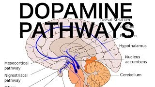 Dopamine Pathways Antipsychotics and EPS [upl. by Joslyn]