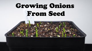 Starting Onions from Seed [upl. by Anitsirhcairam]