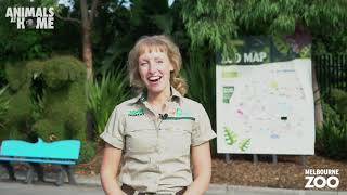 Virtual Tour of Melbourne Zoo [upl. by Nalahs]