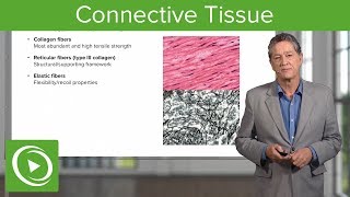 Connective Tissue – Histology  Lecturio [upl. by Leeland]