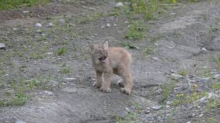 baby lynx canada 1 [upl. by Linzy751]